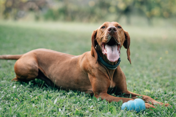 Maďarský ohař (vizsla)